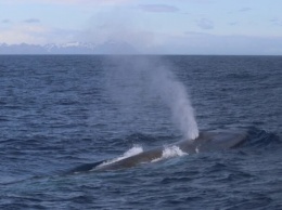 Синие киты вернулись к Южной Георгии