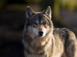 В браконьерские силки под Мелитополем попал волк (видео)