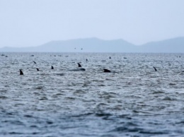 В Новой Зеландии выбросились на берег 125 дельфинов-гринд