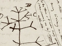 Из Кембриджа исчезли дневники Чарльза Дарвина. Ученые не исключают, что их могли украсть