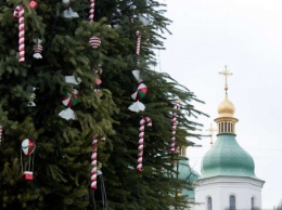 Гослесагентсво призывает украинцев покупать живые елки: какой будет нынешняя цена