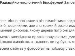 В Чернобыльском заповеднике показали фото огромного орлана в полете у пруда атомной станции