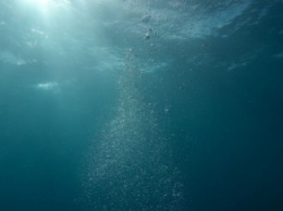 Ученые показали, как выглядит самая большая рыба на дне океана (фото)