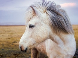 Белый пони потерялся в центре Керчи (ФОТО)