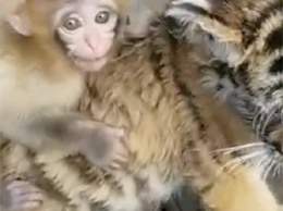 Дружба маленькой обезьянки и тигренка умилила соцсети