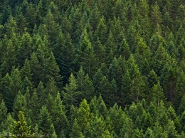 В Украине к Новому году заготовят полмиллиона елок