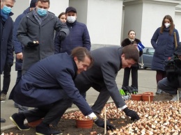 Нидерланды подарили Киеву 100 тысяч тюльпанов. Их высадили в центре как символ уважения нидерландцев к Небесной сотне