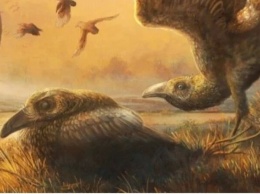 Зубастая. На Мадагаскаре нашли череп удивительной птицы времен динозавров