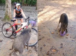 В Сингапуре голодный кабан устроил гоп-стоп: остановил велосипедистку, отобрал у нее слойки и скрылся (ВИДЕО)