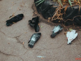 В Днепре на улице Мерзленко нашли трупы птиц: что произошло