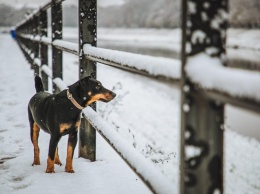 «Зимняя сказка»: на выходных западные регионы Украины засыпало снегом, потрясающие фото