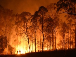 Лесные пожары уничтожили более 40% острова из списка ЮНЕСКО