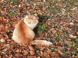 Пушистый красавец: в Никополе на остановке живет рыжий кот
