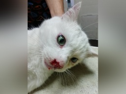 В Днепре волонтеры спасают котика, которого ударили ногой по голове: нужна помощь
