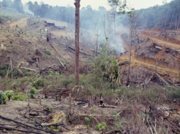 Вырубка лесов Амазонки достигла самого высокого уровня с 2008 года