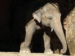 "Самый одинокий слон в мире" переехал в заповедник в Камбодже