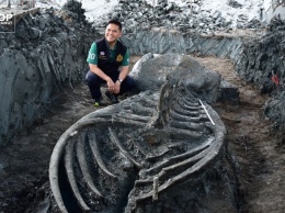 В Таиланде нашли хорошо сохранившийся скелет древнего кита