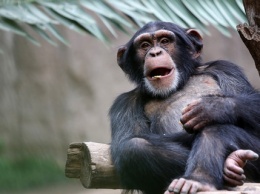 Любовь к чистоте. В зоопарке Таллина шимпанзе решил сам убрать вольер и помыть окна (ВИДЕО)