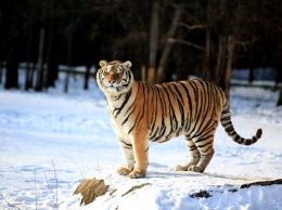 Ледяной дождь в Приморье усложнил жизнь амурским тиграм