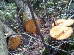 На Житомирщине экологи обнаружили незаконную вырубку деревьев на свыше 1,3 млн грн