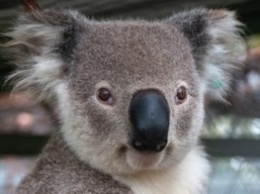Австралийка нашла на рождественской елке коалу, и это лучшее праздничное украшение (фото)