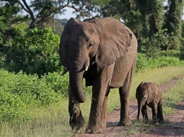 В Намибии выставят на аукцион 170 диких слонов