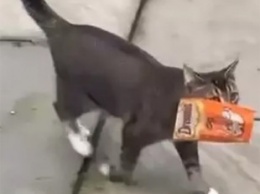 Кот-воришка утащил у соседей еду и стал звездой соцсетей