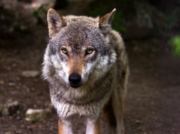 Крымчанину грозит 2 года тюрьмы за жестокое обращение с волком на глазах у ребенка