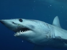 Медики сделали все возможное: на популярном курорте Египта на туристку напала акула