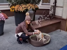 Год спустя: невероятная история слепой собаки из Никополя, которую приютила Оксана Марченко