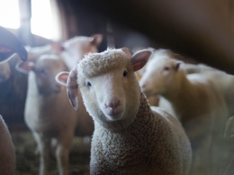 В британский отель пробралась овца
