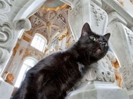 Коты Эрмитажа получат наследство из Франции