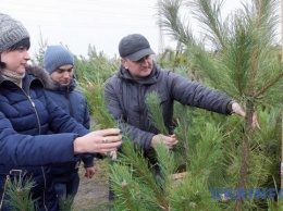 В Украине усилят охрану хвойных насаждений накануне новогодних праздников