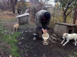 «Жюля заболела»: кормилица 35 собак из Вольногорска просит о помощи