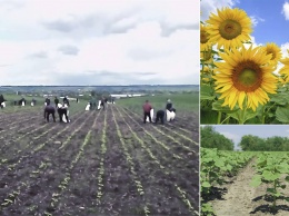 Олег Кияшко: Насколько зависит будущее Украины от развития органического земледелия