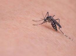 Названы причины, по которым комары выбирают своих "жертв"