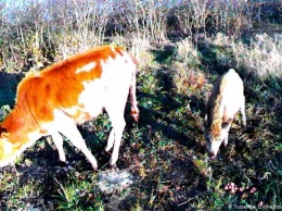 Осиротевшая коровка выжила на болоте, подружившись с кабанчиком (фото)