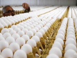 Осторожно, опасны для здоровья: в ЕС забраковали украинские яйца