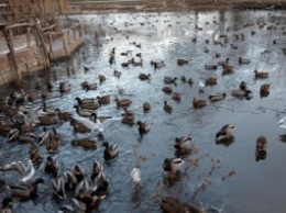 В Запорожье в парке заметили огромное количество уток (ФОТО)