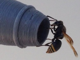 Как осы наносят ущерб австралийской авиации