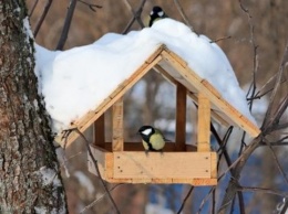 Как правильно кормить птиц зимой