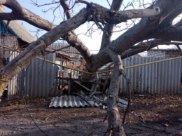 В Мелитополе рухнувшее дерево снесло газопровод (фото)
