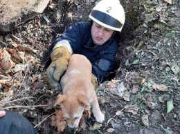 В Днепре собака упала в колодец: на помощь пришли спасатели