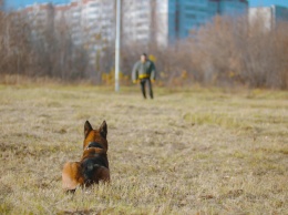 В Белоруссии изобрели очки, которые упрощают дрессировку собак