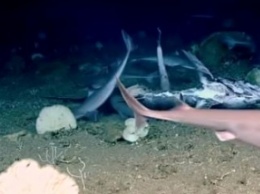 Ученые сняли редкие кадры, на которых глубоководная рыба пожирает целую акулу: видео