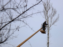 В Никополе на улице Филиппа Орлика обрезают деревья
