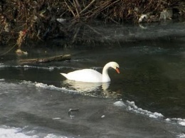 На реке Базавлук из ледяной ловушки освободили лебедя