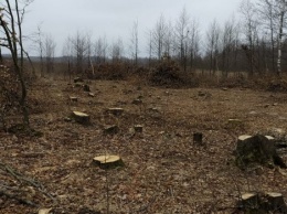 В Житомирской области незаконной вырубкой леса нанесен ущерб в размере более 6 млн гривен