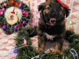 Жительница Запорожья устроила новогоднюю фотосессию бездомной собаке