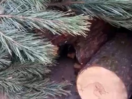 В Змиеве обнаружили машину с вырубленными елками